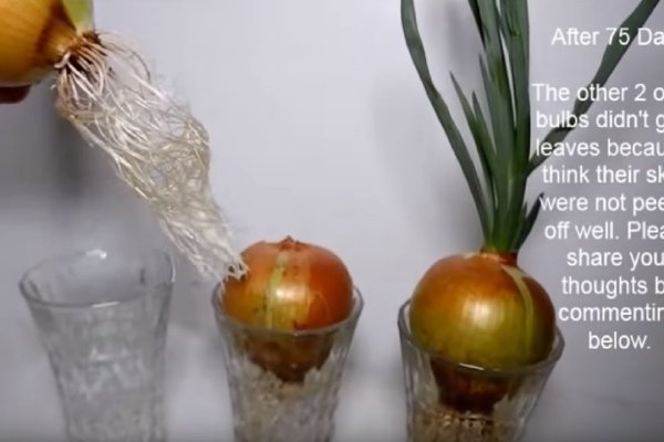 Кракен зеркало onion